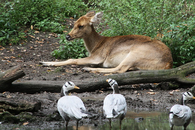 Zoos Duisburg y Krefeld 02-10-09 642 Zoos Duisburg y Krefeld 02-10-09 642