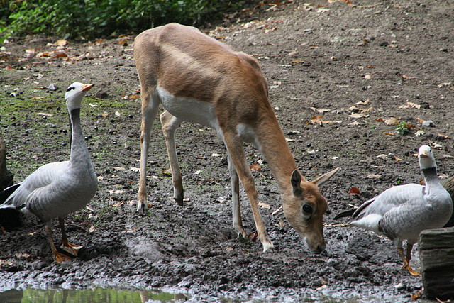 Zoos Duisburg y Krefeld 02-10-09 651 Zoos Duisburg y Krefeld 02-10-09 651