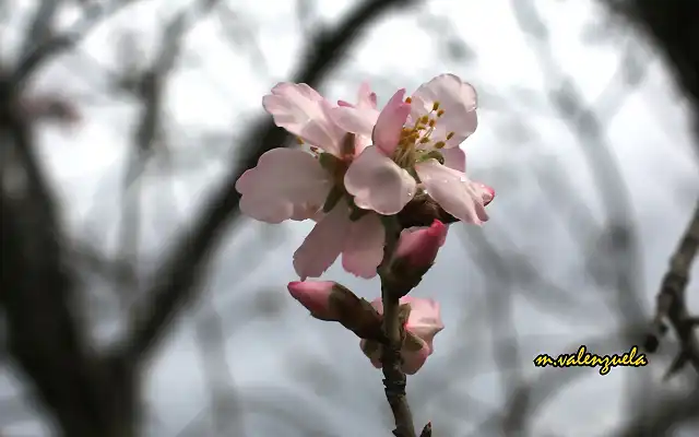 19, flor de almendro 8, marca