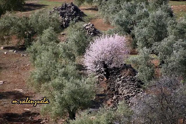 13, almendros entre olivas, marca2