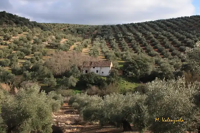 004, cortijo peales, marca