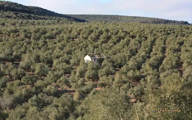 003, cortijo los crdoba, marca