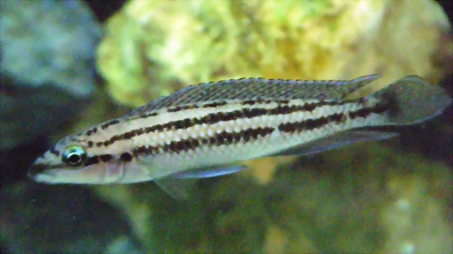 Julidochromis dickfieldi (14-9-16 Aquaria Virtual, det ellos) Julidochromis dickfieldi (14-9-16 Aquaria Virtual, det ellos)