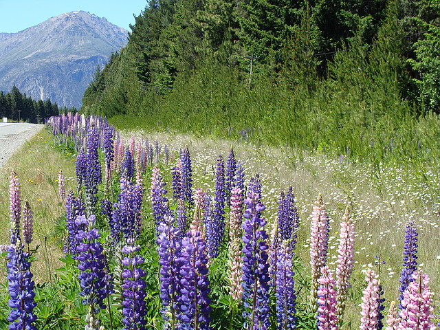 Flores ("chochos") en la ruta