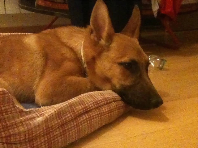 bobo 2 bobo 2