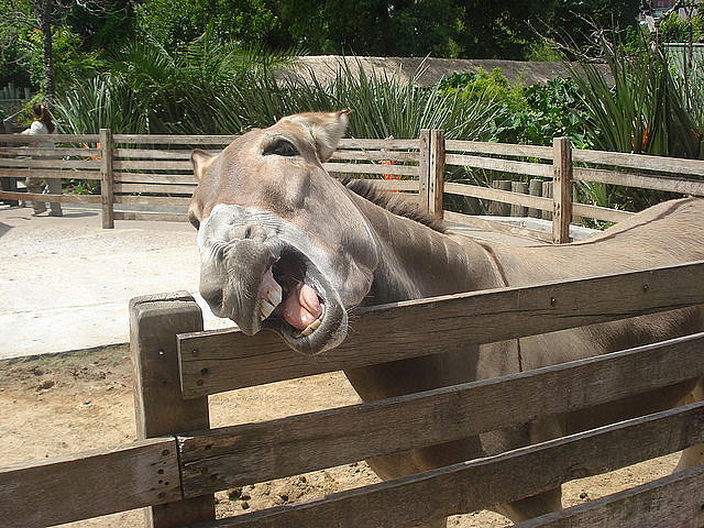 burro burro