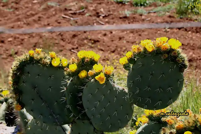 03, chumberas en flor, marca