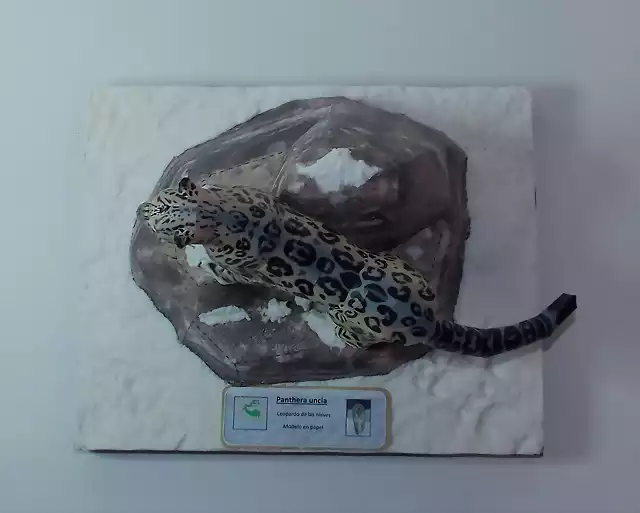 Leopardo de las nieves (8)