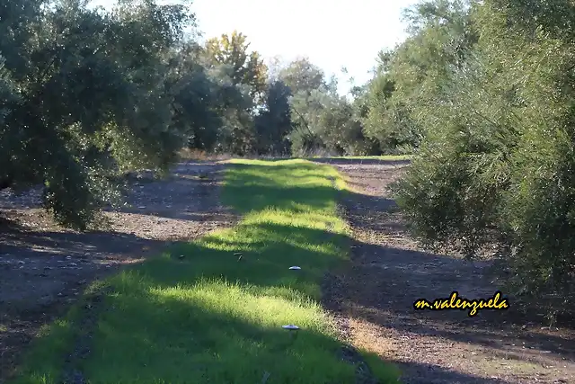 02, hierba en las olivas, marca