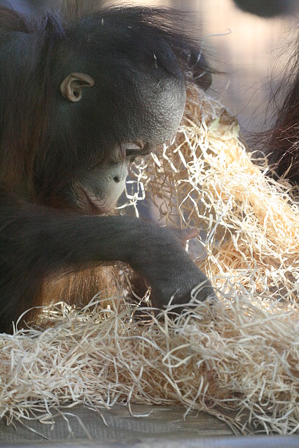 Zoo de Barcelona 12-12-2010 021 Zoo de Barcelona 12-12-2010 021