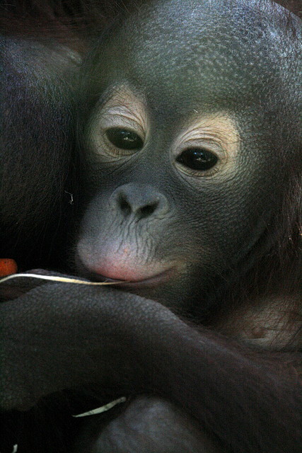 Zoo de Barcelona 12-12-2010 013 Zoo de Barcelona 12-12-2010 013