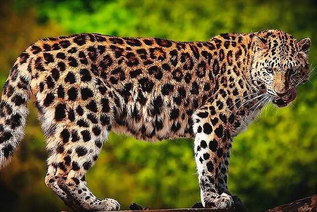 donde-vive-el-leopardo