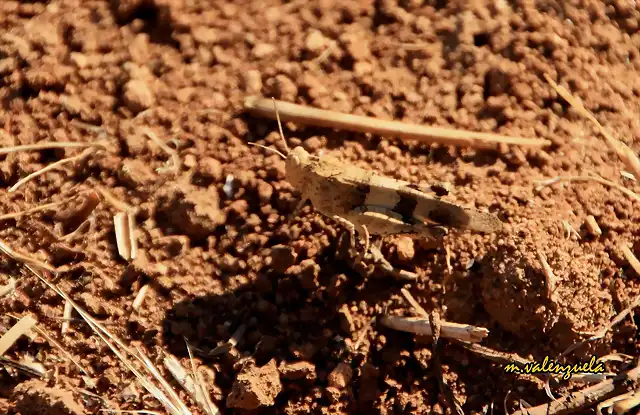 09, la tierra abrasa, marca