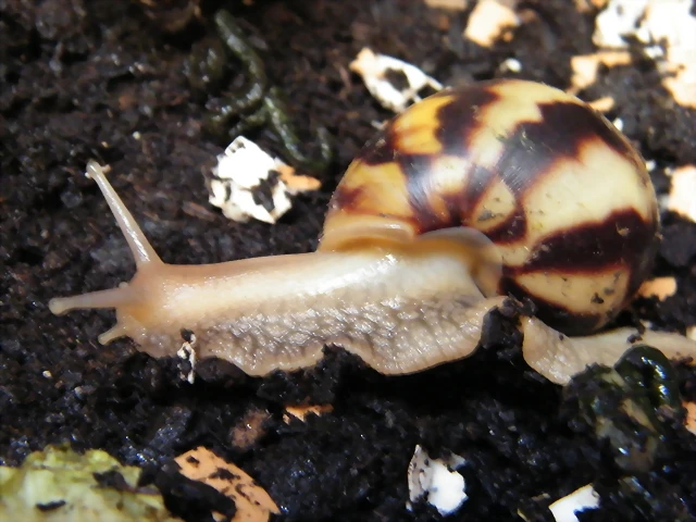 Caracol Gigante Africano