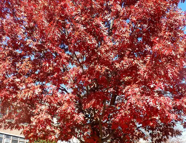 Quercus coccinea-SAM_3519