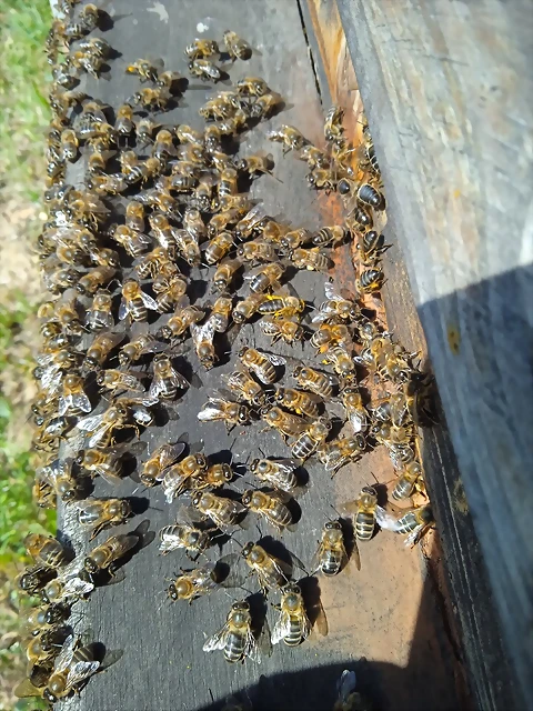 abejas en la piquera