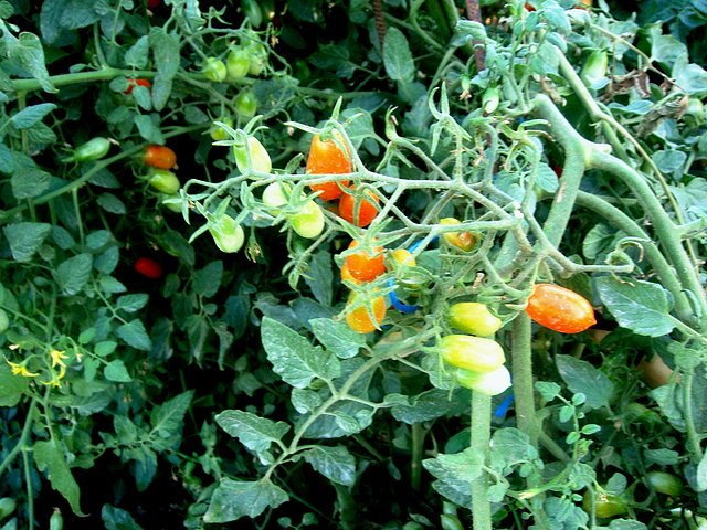 tomates sherri