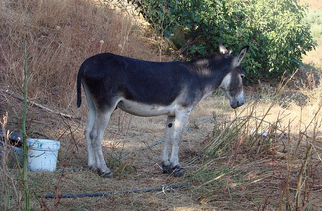 el burro