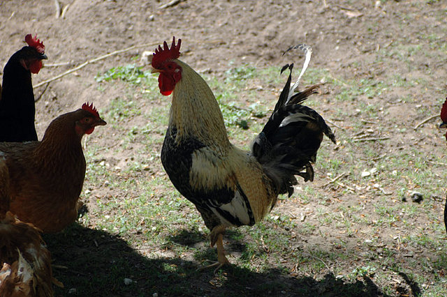 gallinas en mi corral