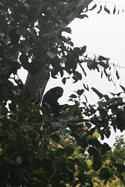 Zoos Duisburg y Krefeld 02-10-09 308 Zoos Duisburg y Krefeld 02-10-09 308