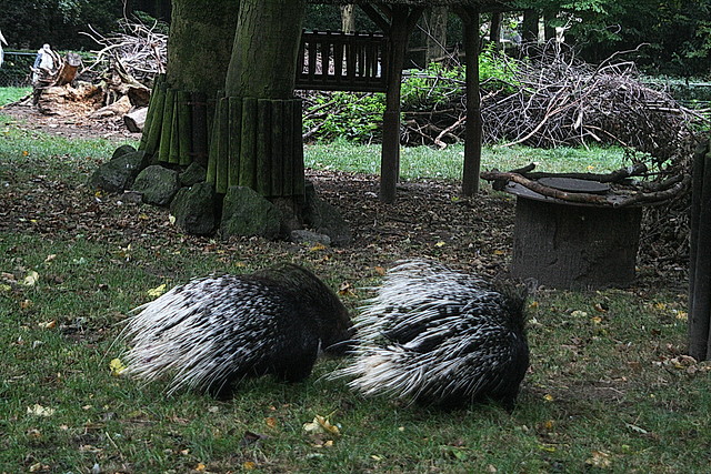 Zoos Duisburg y Krefeld 02-10-09 267 Zoos Duisburg y Krefeld 02-10-09 267