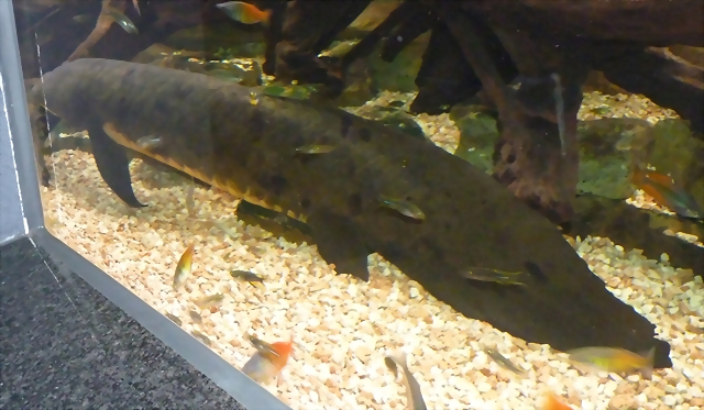 Neoceratodus forsteri 1 (4-8-17 Zoo Duisburg) Neoceratodus forsteri 1 (4-8-17 Zoo Duisburg)