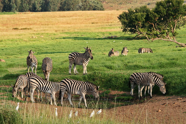 Krugersdorp Game Reserve 22-3-09 112 Krugersdorp Game Reserve 22-3-09 112