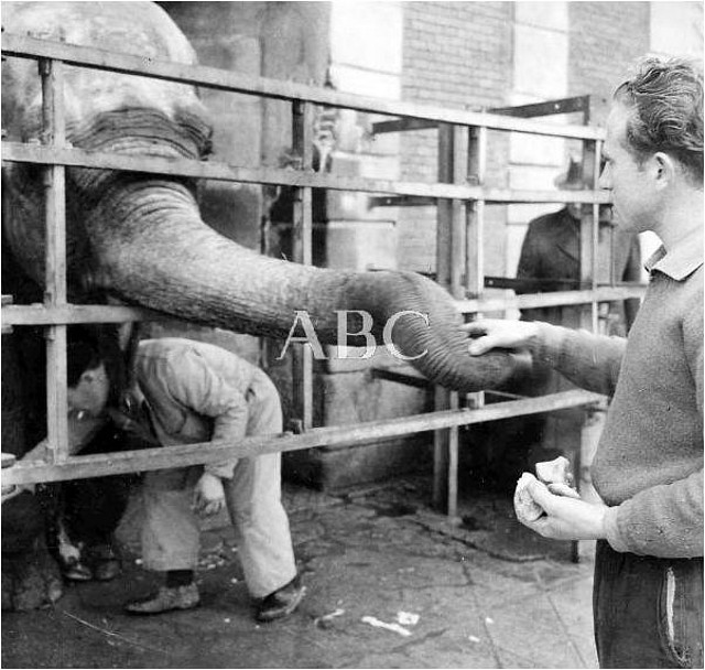 elefante elefante