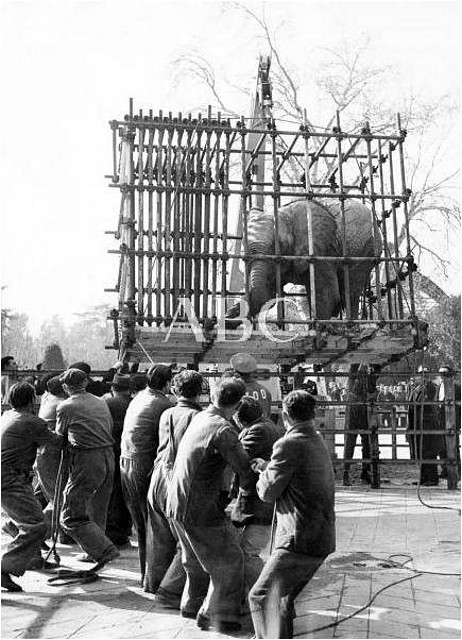 llegada_elefante_africano_2 llegada_elefante_africano_2