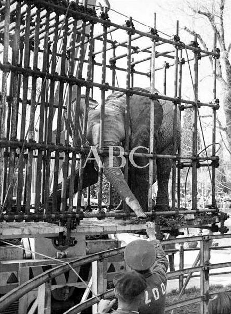 llegada_elefante_africano llegada_elefante_africano