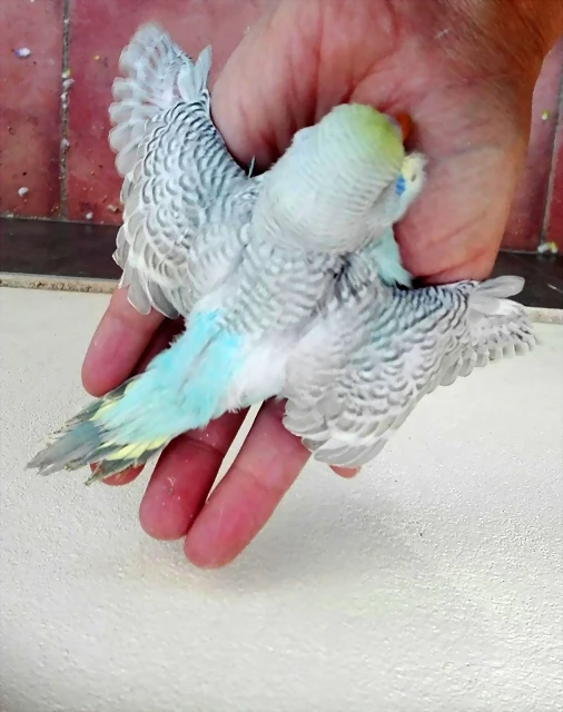 pollo1 pollo1