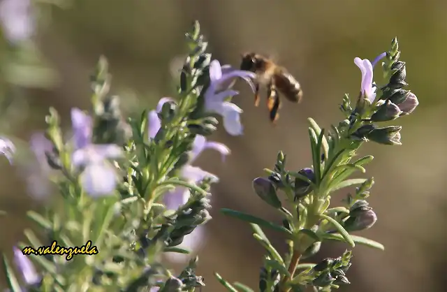 19, abeja en romero en flor, marca