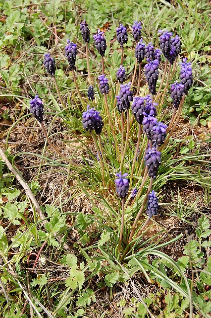 Muscari neglectum