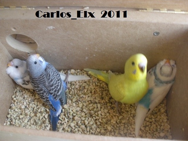 4 del nido 14-5-11 4 del nido 14-5-11