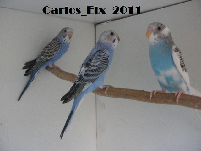 3 pollos 14-5-11 3 pollos 14-5-11