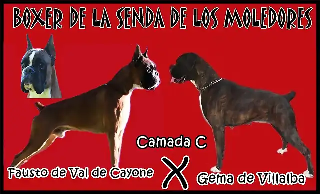 gema de villalba x fausto de val de cayone