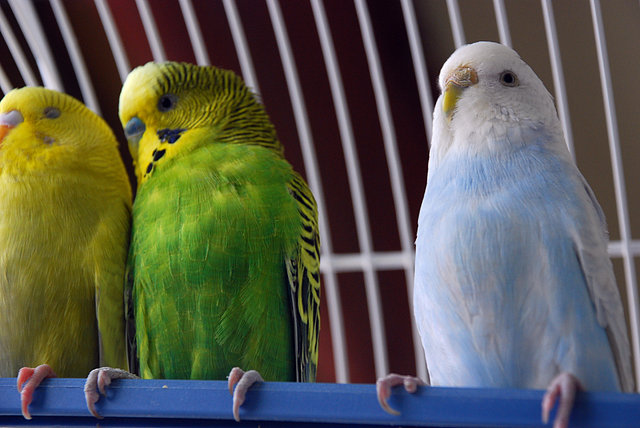 amarillo, Kraus y Lilu.