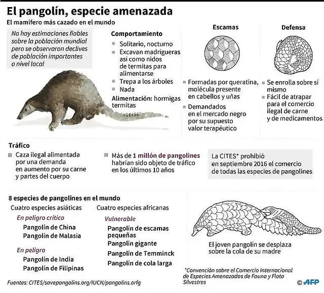 PangolinCvid2020-1