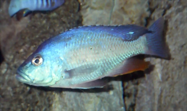Nimbochromis livingstonii macho (20-11-13 Cosmocaixa) Nimbochromis livingstonii macho (20-11-13 Cosmocaixa)