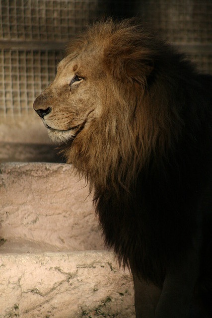 Zoo de Barcelona 25-10-10 011 Zoo de Barcelona 25-10-10 011