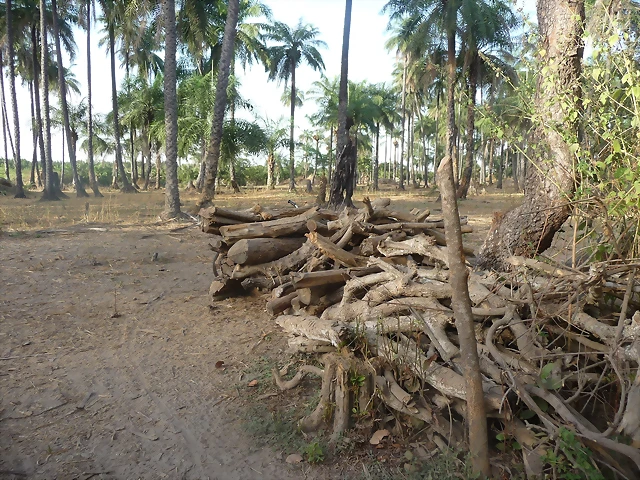 Gambia