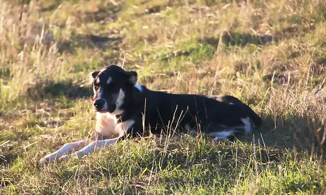 perro pastor