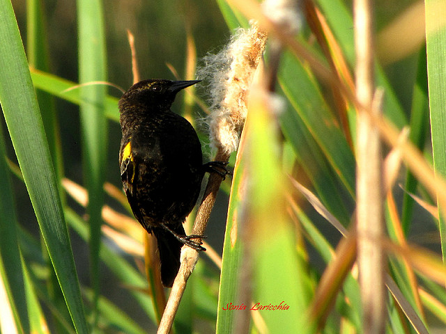 varillero-ala-amarilla varillero-ala-amarilla