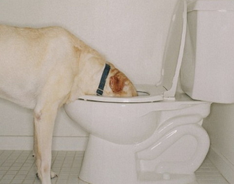 perro-toma-agua-del-wc-1
