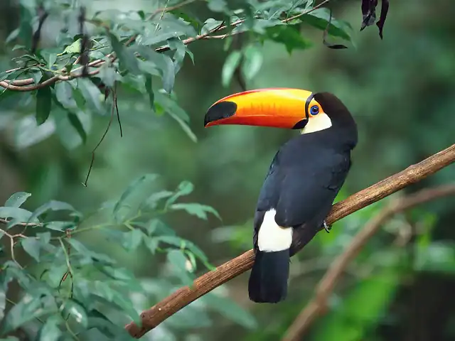 Toco Toucan