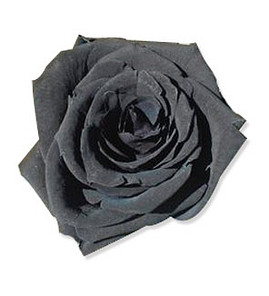 Rosa negra Rosa negra