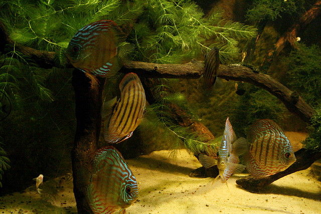 Zoo Barcelona, Faunia y Safari Madrid 1077 Zoo Barcelona, Faunia y Safari Madrid 1077