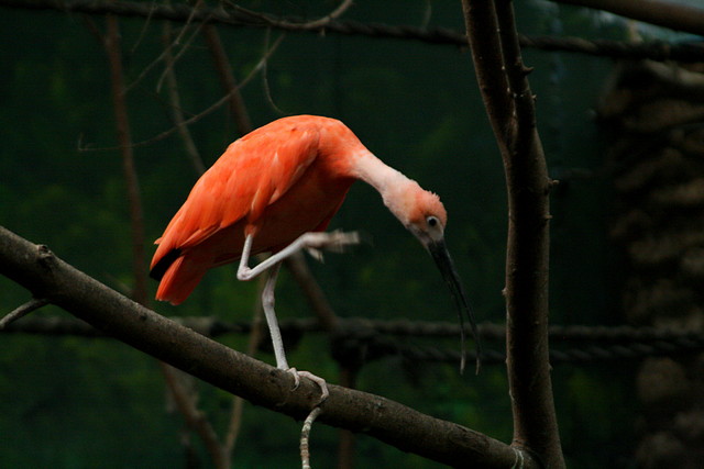 Zoo Barcelona, Faunia y Safari Madrid 1062 Zoo Barcelona, Faunia y Safari Madrid 1062