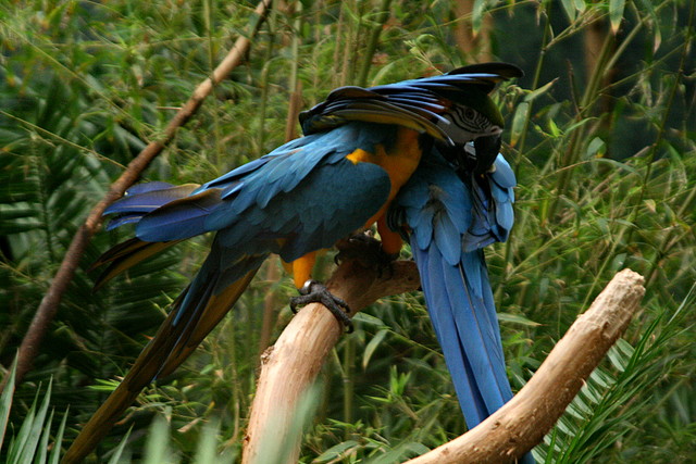 Zoo Barcelona, Faunia y Safari Madrid 1038 Zoo Barcelona, Faunia y Safari Madrid 1038