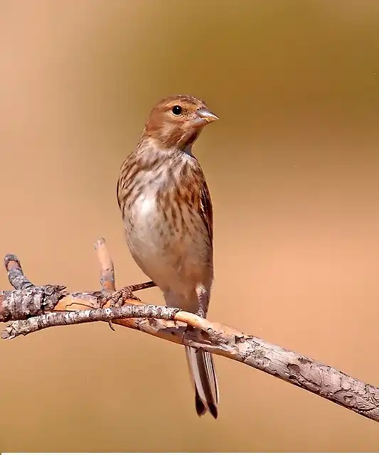 Pardillo macho joven muy marcado - copia